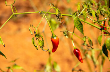 Red chili peper on a branch