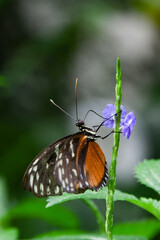 Fototapeta na wymiar heliconius hecale tropical butterfly in nature, white spotted orange butterfly