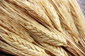 a bunch of spikelets of ripe rye