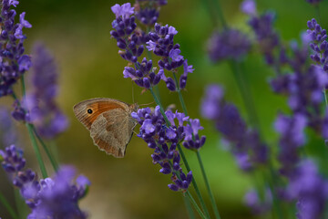 Großes Ochsenauge (Maniola jurtina)  © Karin Jähne
