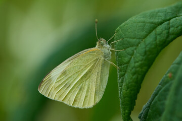 Kleiner Kohlweißling (Pieris rapae)	