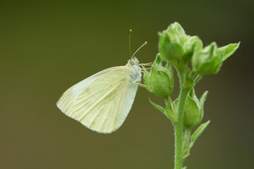 Kleiner Kohlweißling (Pieris rapae)	