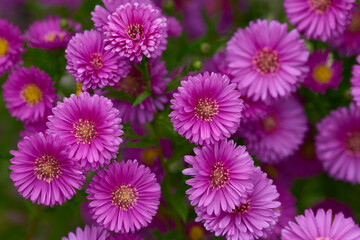 Fototapeta premium Blüten der Herbstaster