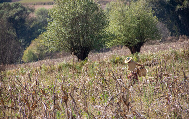Locals farmers working the fields, Myanmar