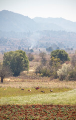 Locals farmers working the fields, Myanmar