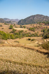 Panoramic view of rice fields in Myanmar