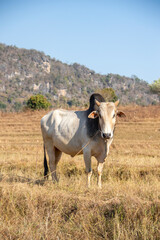 Asian cow in a rice field