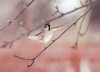bird sparrow dancing on a tree branch spreading wings
