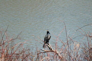 木の枝にとまるウミウ