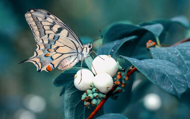 Macro shots, Beautiful nature scene. Closeup beautiful butterfly sitting on the flower in a summer...