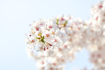 しだれ桜