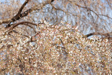 しだれ桜