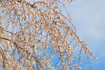 しだれ桜