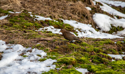 Bird between patch of snow
