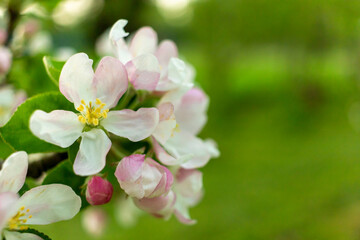 Fototapeta na wymiar apple spring natural background, pink blossom tree in green garden. Blooming buds on the branches on tree.