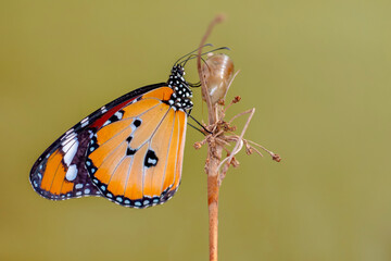 Fototapeta na wymiar Closeup beautiful Monarch Butterfly and Chrysalis