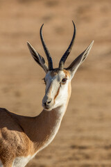 Springbok in the Kgalagadi