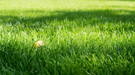 Mowed green backyard grass with yellow leaf closeup view
