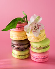 Stack of Macaron or Macaroon Modern French Coockie on Pink Background with Spring White Flowers Pastel Colors Vertical