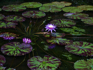 Water Lillies and Pads