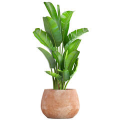  Strelitzia in a pot on a white background