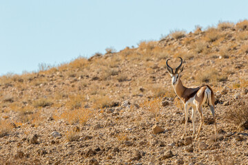 Springbok in the Kgalagadi