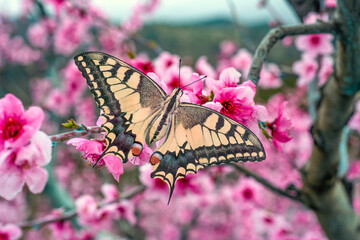 Macro shots, Beautiful nature scene. Closeup beautiful butterfly sitting on the flower in a summer garden.