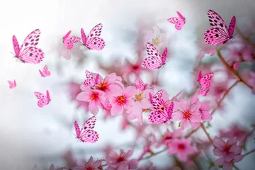 Poster Flowers background with amazing spring sakura with butterflies. Flowers of cherries. © blackdiamond67