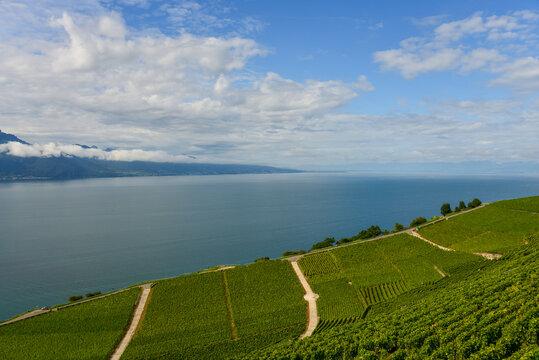Lavaux Vineyard Terraces along shore of Lake Geneva with Alps in background, Lavaux, Vaud, Switzerland