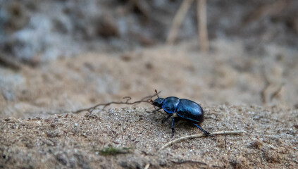 Macro shot of little beetle