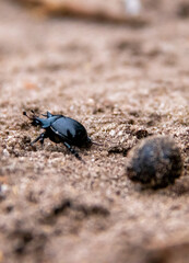 Macro shot of little beetle