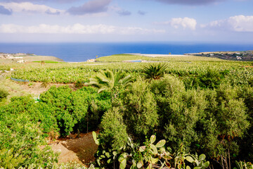 Fototapeta na wymiar Plantation of banana trees and tropical fruits near the sea, on the Canary Island of Tenerife.
