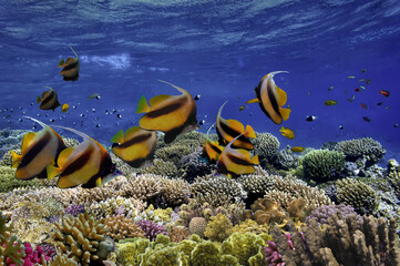 Sea or ocean underwater coral reef snorkeling background