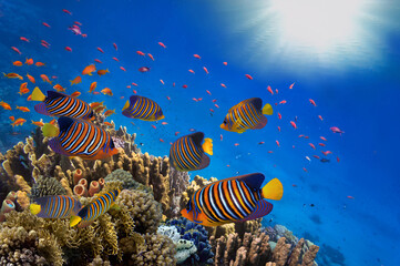 Zee of oceaan onderwater koraalrif snorkelen achtergrond