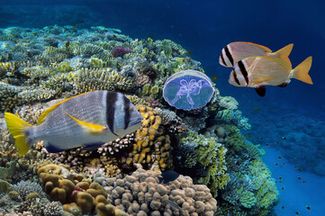 Sea or ocean underwater coral reef snorkeling background © vlad61_61