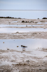Little bird on the beach