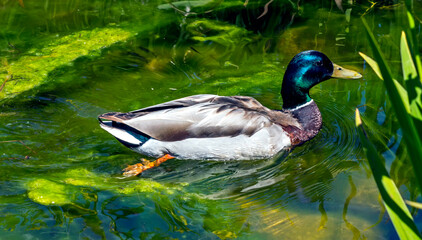 Paddling duck in the pond.