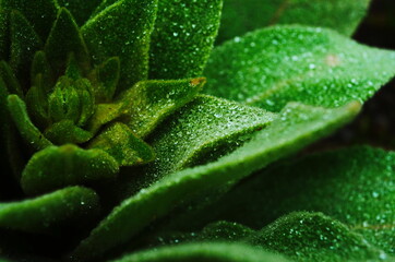 Beautiful velvet foliage of the majestic Common Mullein - Verbascum thapsus growing in the garden.