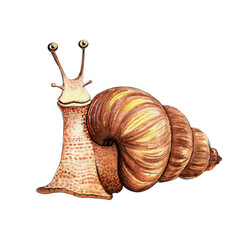 watercolor art snail drawing brown snail crawling looking illustration © Евгения Русакова