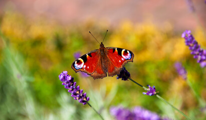 Beautiful butterfly on lavender flower