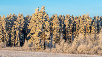 The edge of a coniferous forest in the snow. A picturesque winter landscape with a forest edge and a meadow.