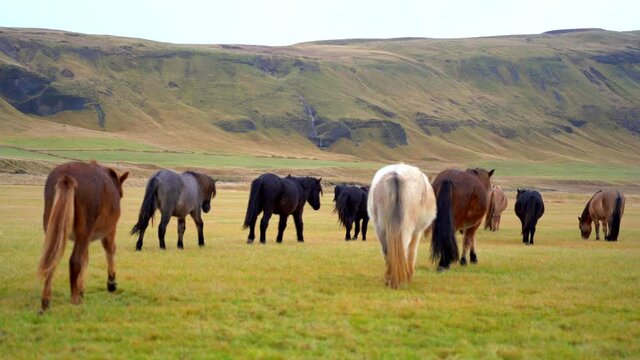 Icelandic horses Herding on lush grass meadow, Waterfall mountain background