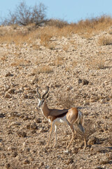Springbok in the Kgalagadi