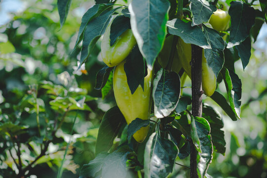 Organic vegetables plantation. Green peppers growing in the garden. Horticulture in cultivation gree