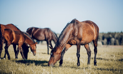 Horses grazing in the field. Rural landscape. - obrazy, fototapety, plakaty