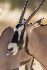 Gemsbok in the Kgalagadi