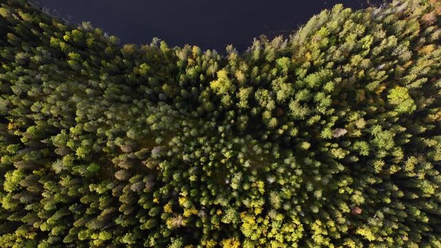 Beautiful nature of Karelia republic. Aerial view from drone to the lake. Aqua colour of water. Russian geographic. Amazing panoramic view to the forest. Sight and karelian showplace. 