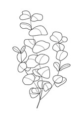 Eucalyptus branch vector in line art style. Bohemian eucalyptus leaves, plant on isolated background. Minimal, simple botany, floral