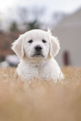 White Golden Retriever Puppies Playing