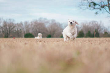 White Golden Retriever Puppies Playing